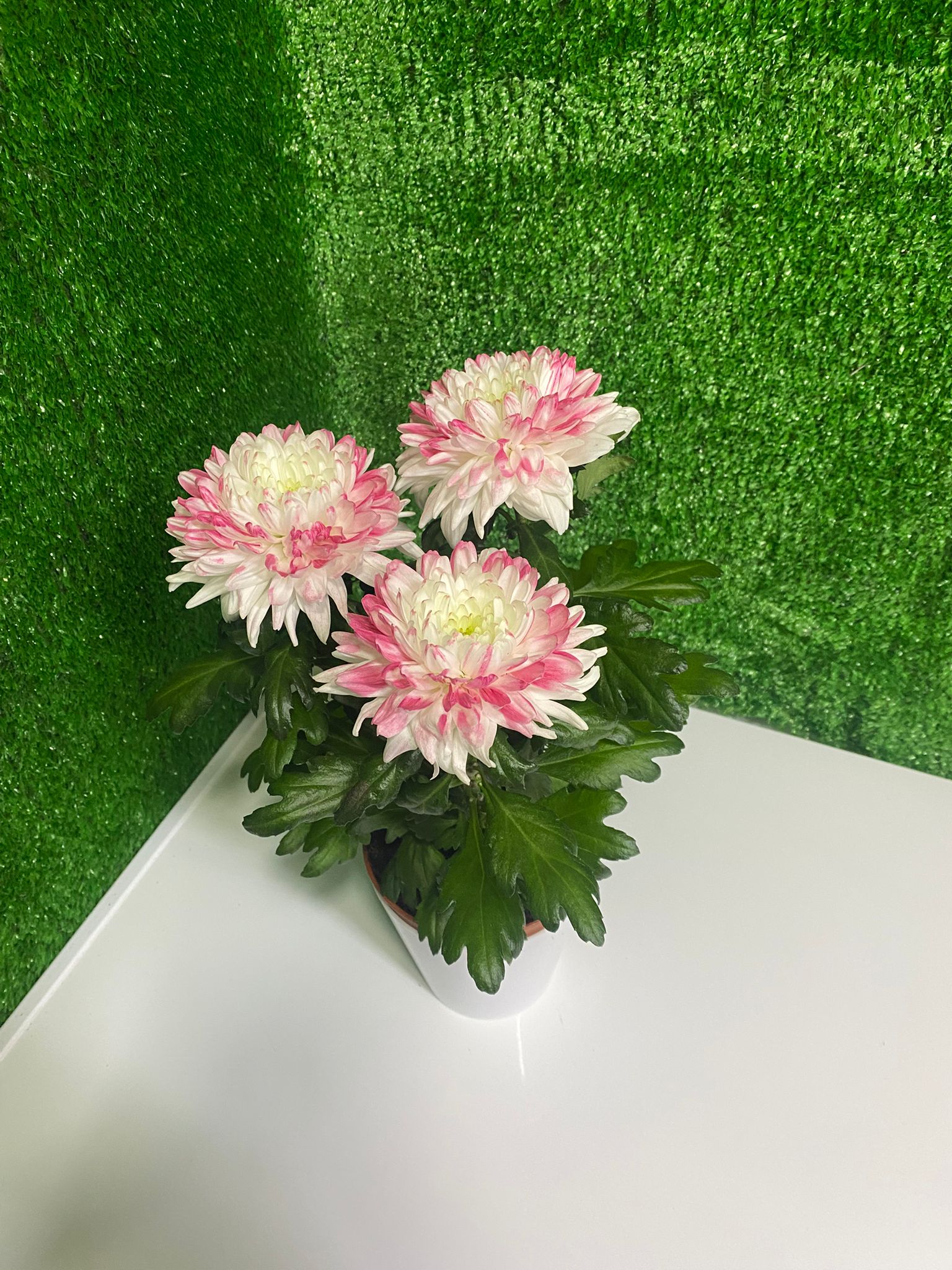 Pembe Beyaz Krizantem (Saksı Çiçeği)